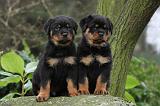 ROTTWEILER 328